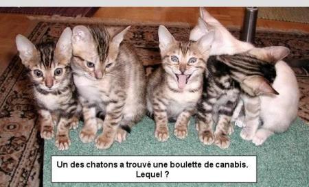 une boulette  de canabis